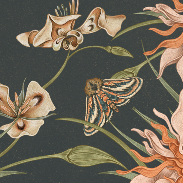Cashmere-Moth-616x616
