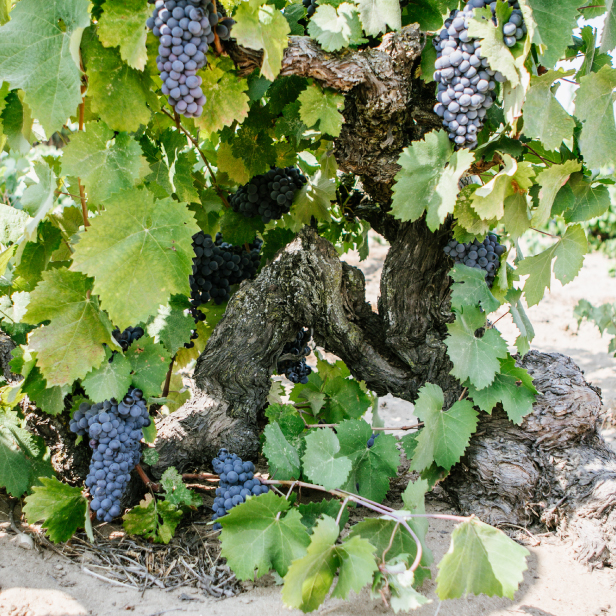 Cashmere-Mourvedre-616x616