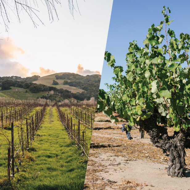 Cashmere-Vineyards-616x616