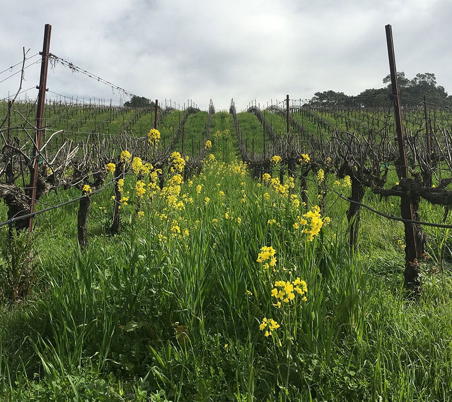 COVER-CROP