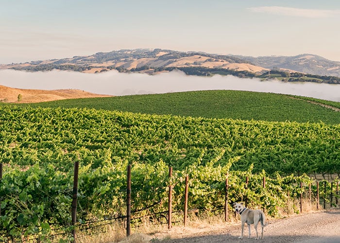 Cline-Fog-Catapult-Vineyard-Willa-Road