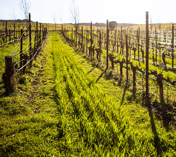 Cover Crops