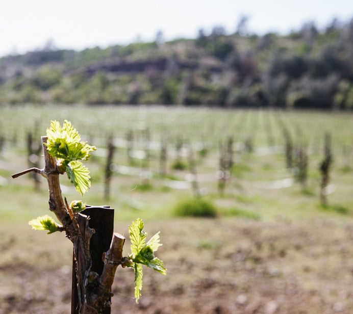 Meadowbrook Ranch Vineyard