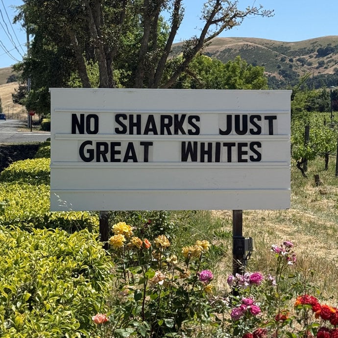 Cline No Sharks Just Great Whites