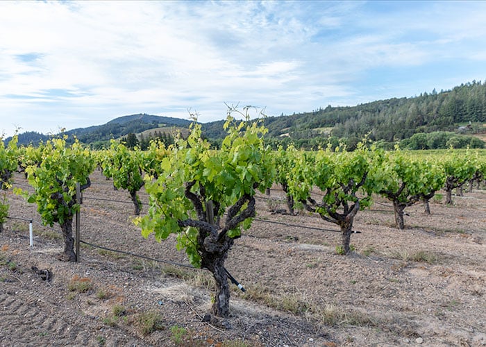 School-House-Creek-Vineyard6