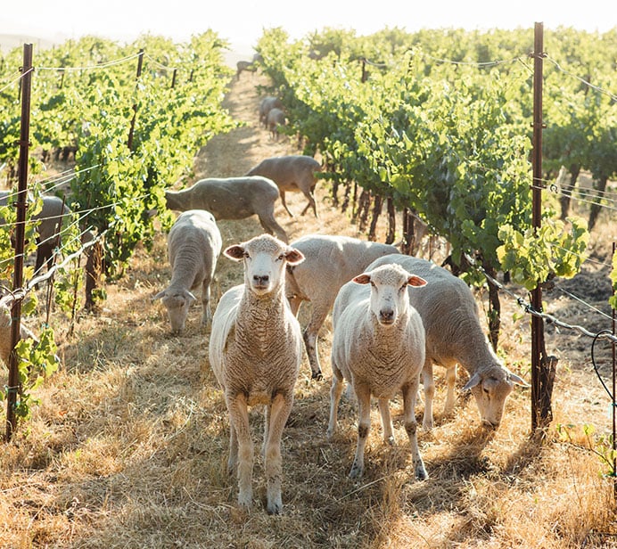 Farming For Our Future