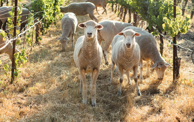 Sheep in the vineyard