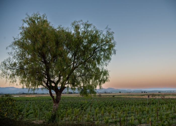 CC_JacuzziVineyard_700x500